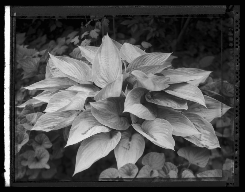 plantpola.jpg