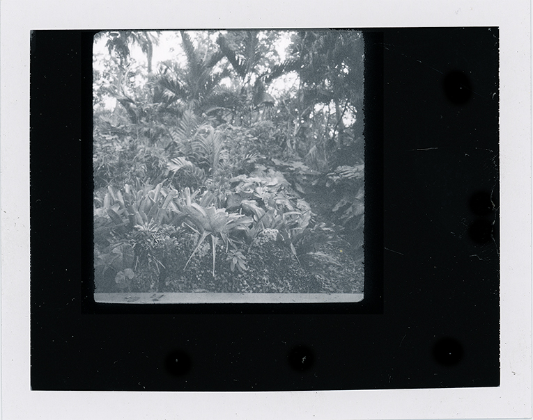 polaroid.jpg