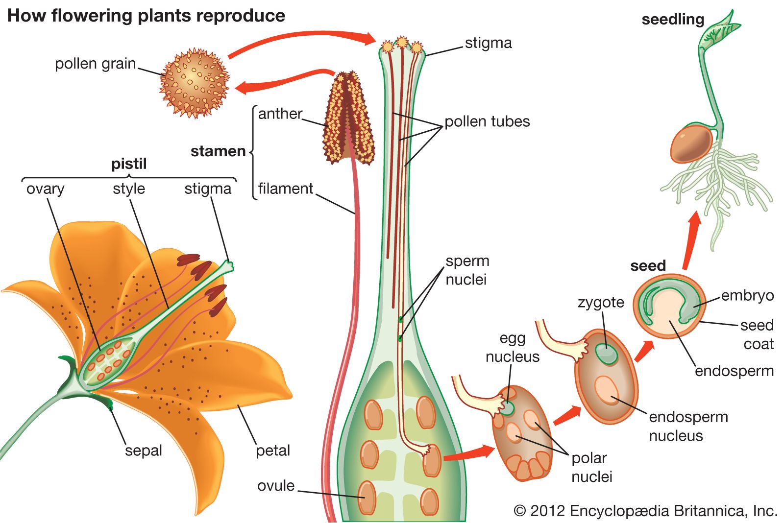 pollen-pollination-flowering-plants-anther-transfer-Reproduction.jpg
