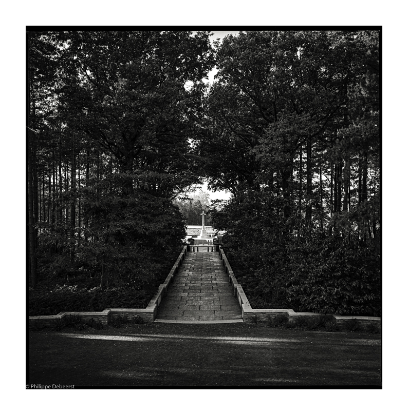 POLYGONE WOOD  02.JPG