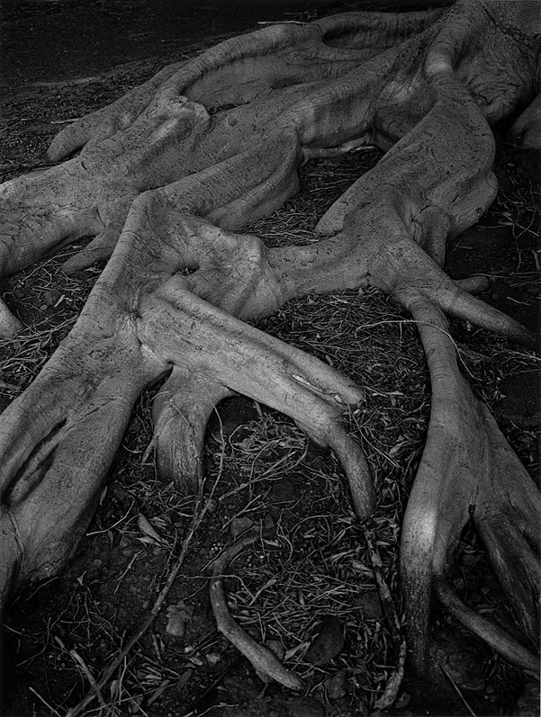 portfolio I roots.jpg