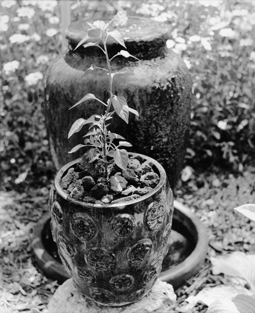 PottedPlant.jpg