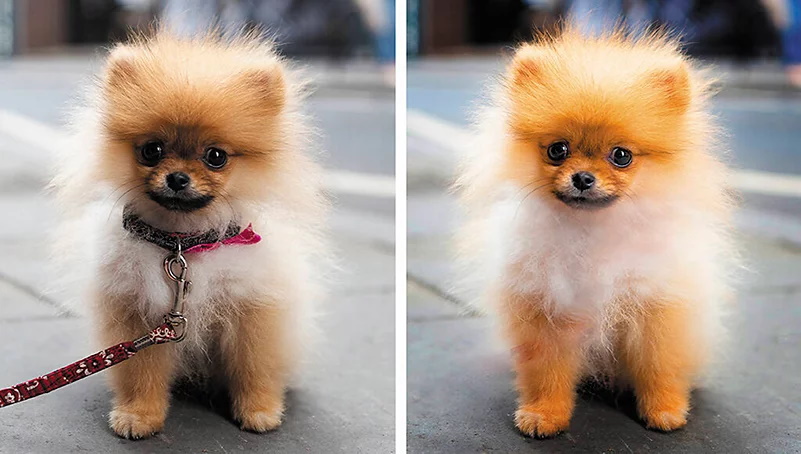 PSE-Perfect Pet Pics.jpg