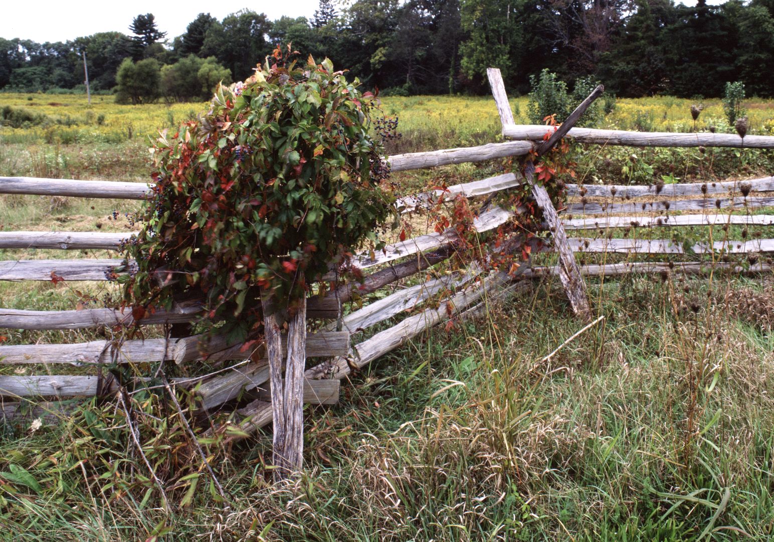 PSE6 adjusted Betterscan holder 0 flat006b reduced jpeg.jpg