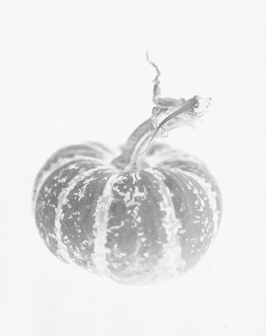 Pumpkin Foma100 D76 - negative.jpg