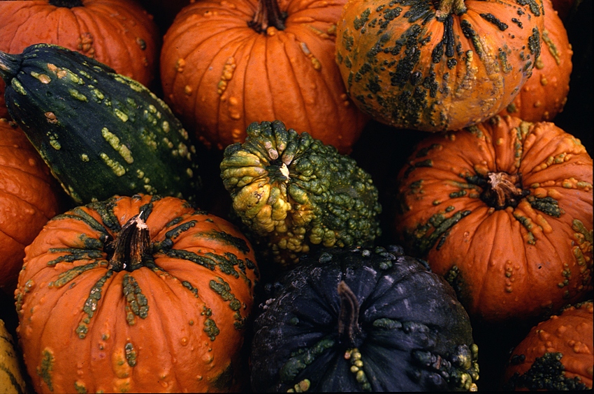 pumpkins and squash.jpg