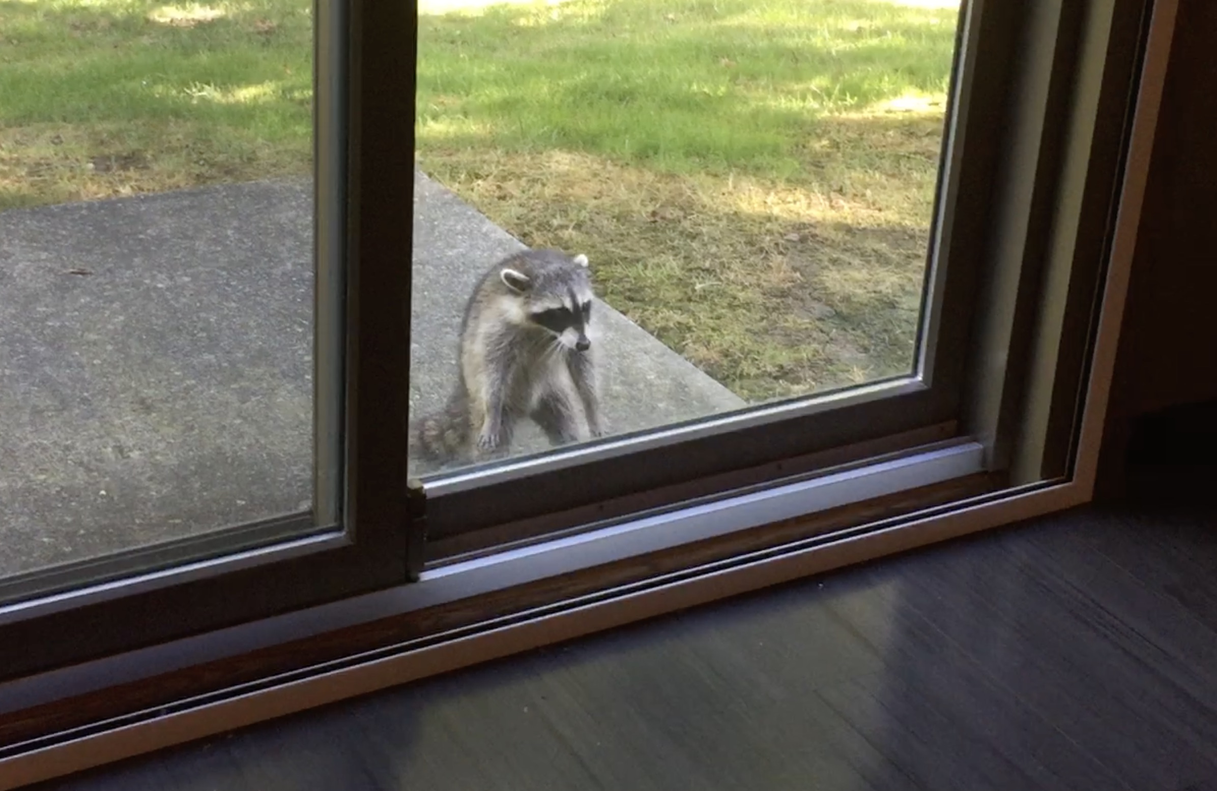 Raccoon.jpg