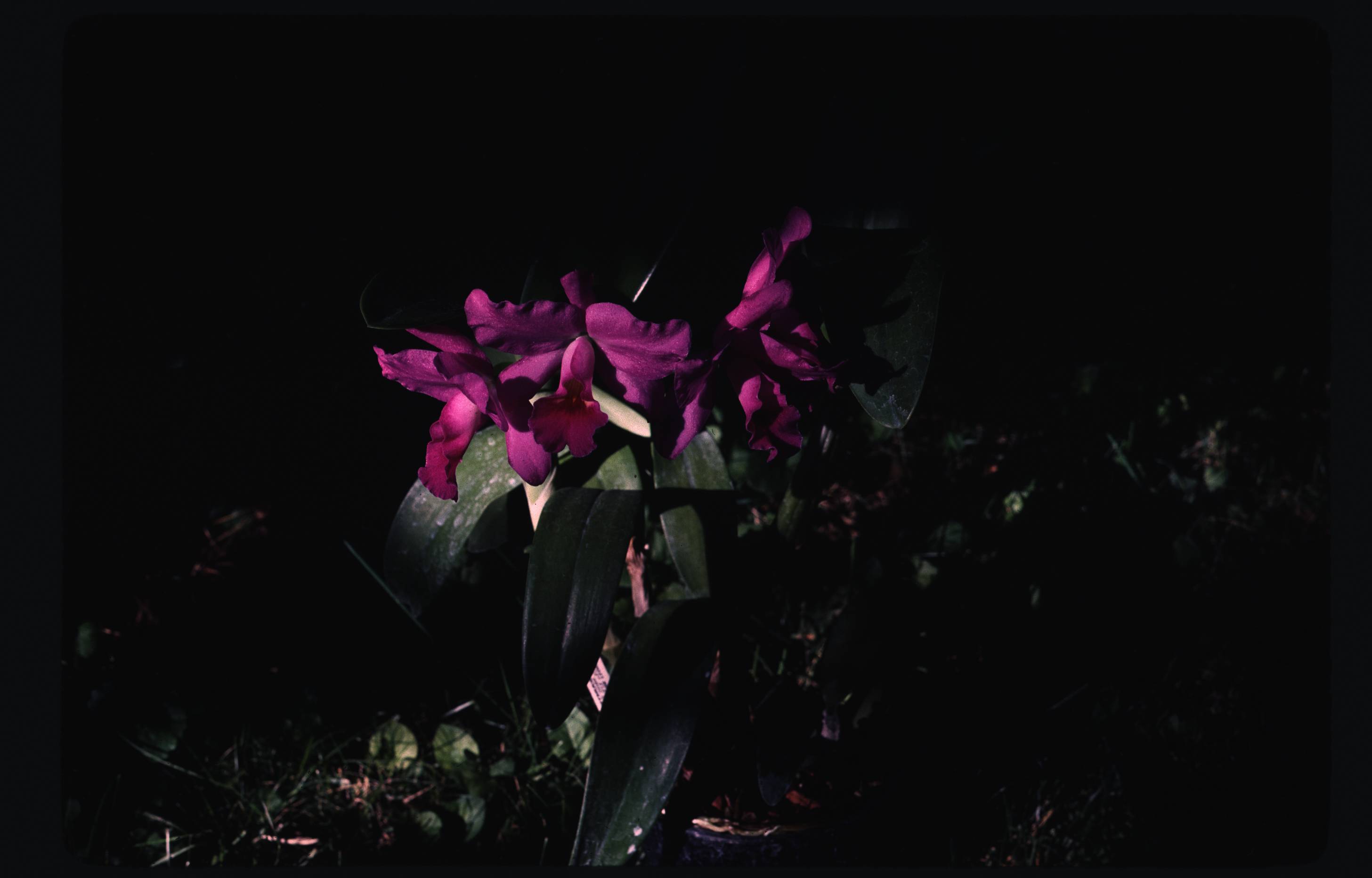 raw0011.jpg