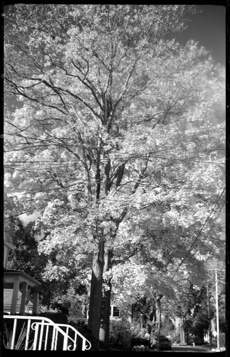 Red Maple.jpg