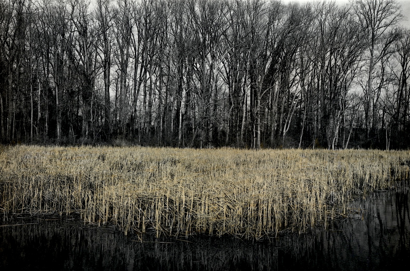 reedstrees.jpg