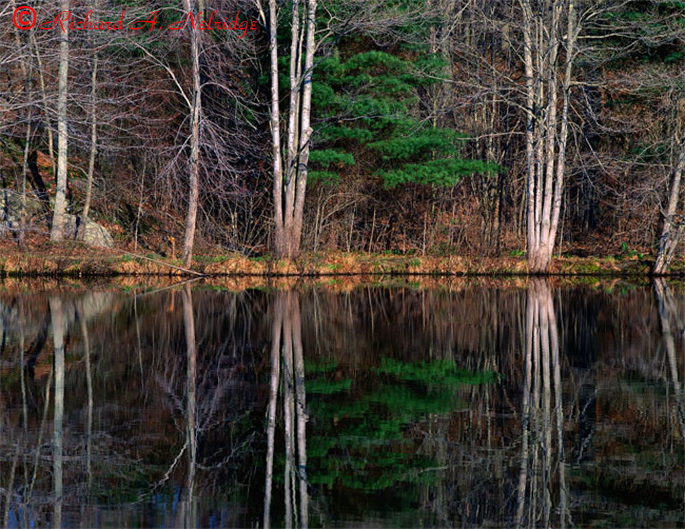 REFLECTION,YOUNG'SPOND2.jpg