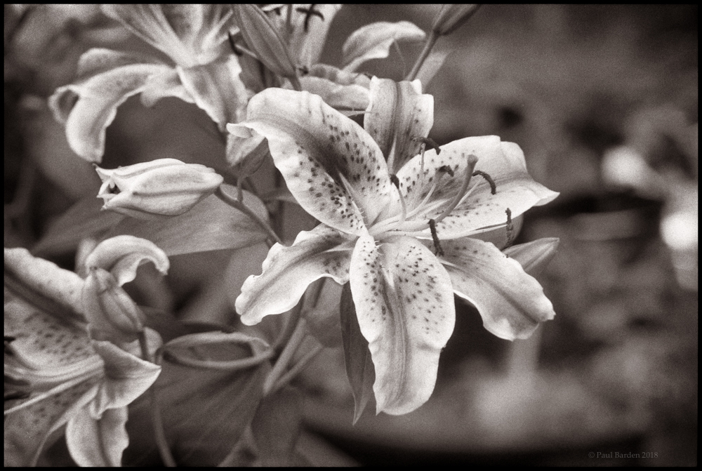 reflex.lily01a.jpg