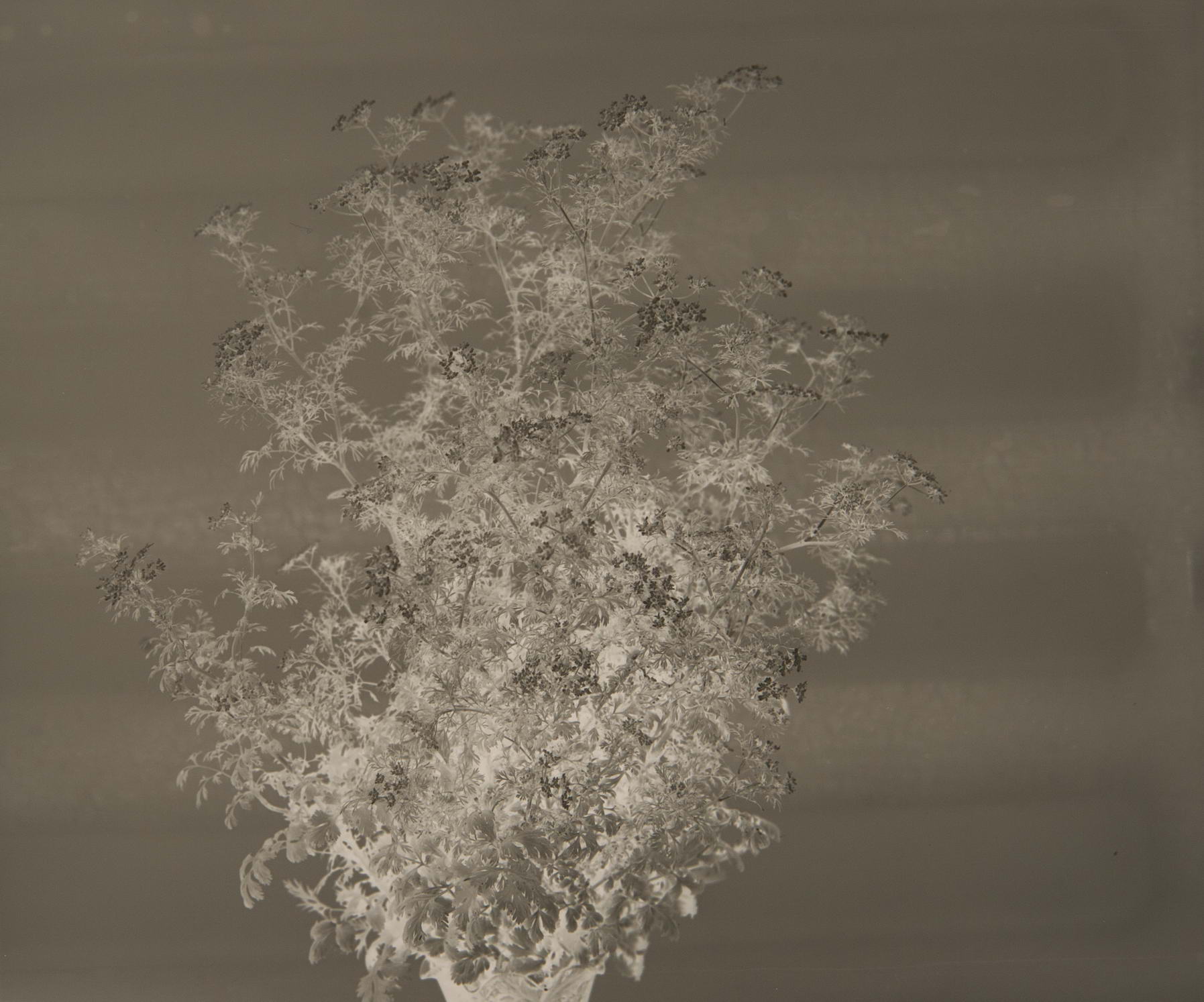 resizeBS3_3537-1.jpg