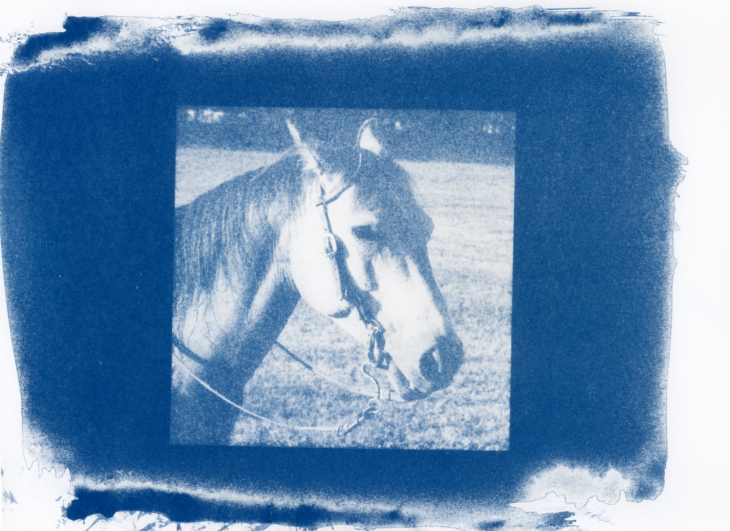 resized_tabithas_buckskin.jpg
