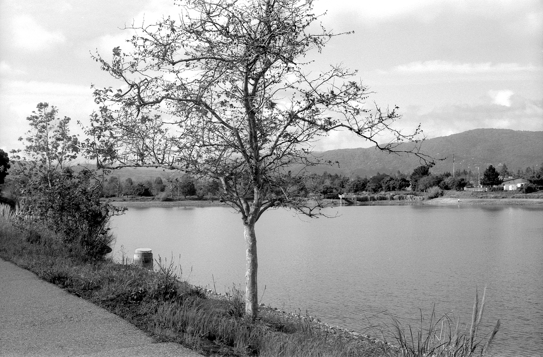 Retina IIIc Delta 100 HC110 tree.jpg
