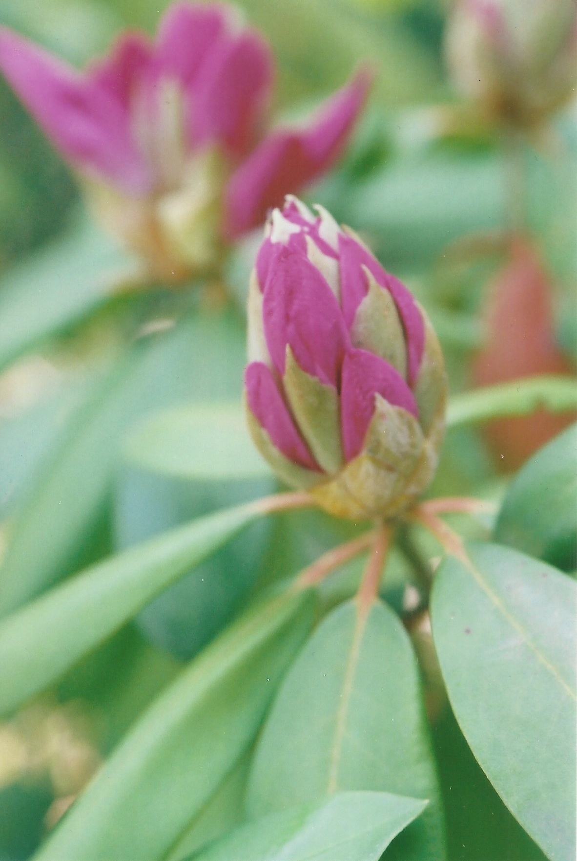 Rhody bud.jpg