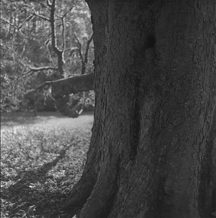 RiverviewTreeHole_PanF_D23_.jpg