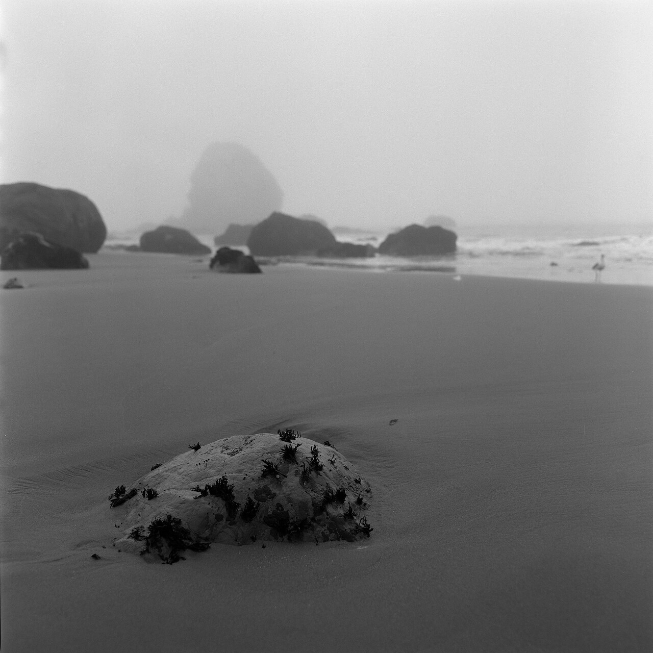 rocky-life.jpg