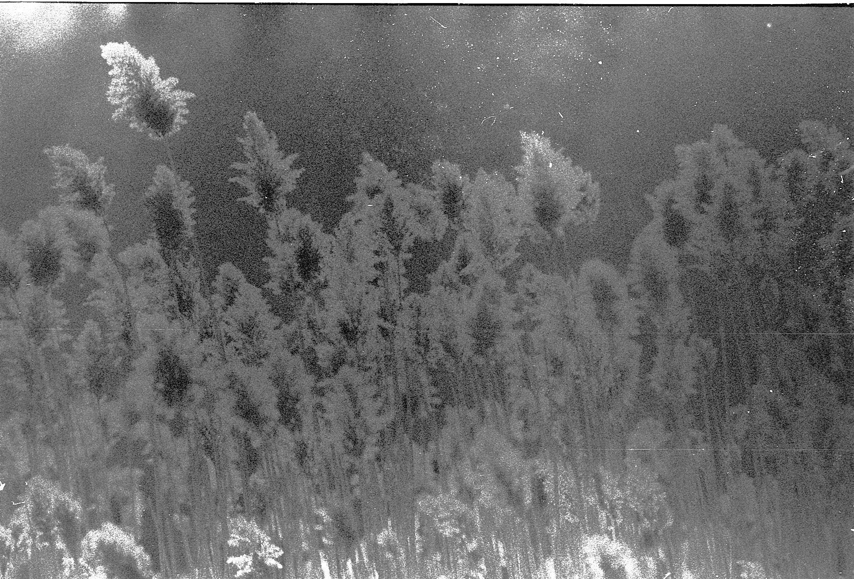 rodinal 1-100 1 hour 2.jpg