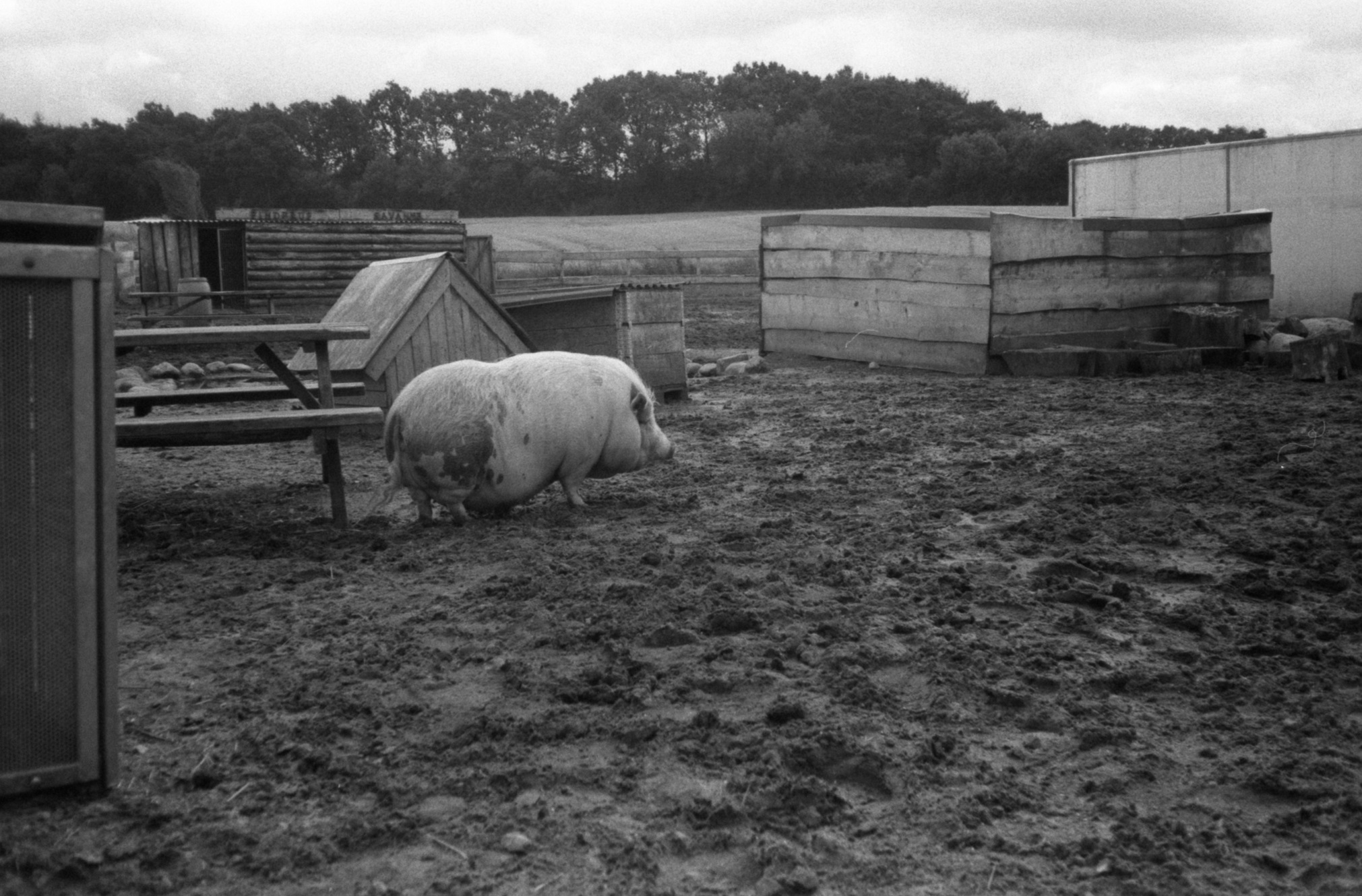 rodinal009.jpg