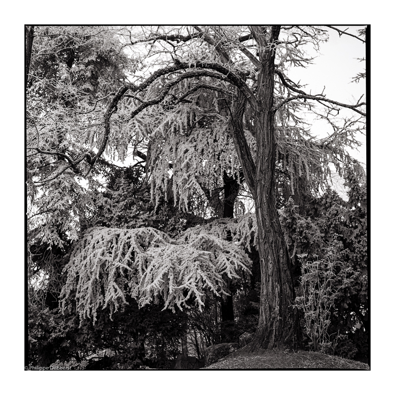 ROLLEI RETRO 006.JPG