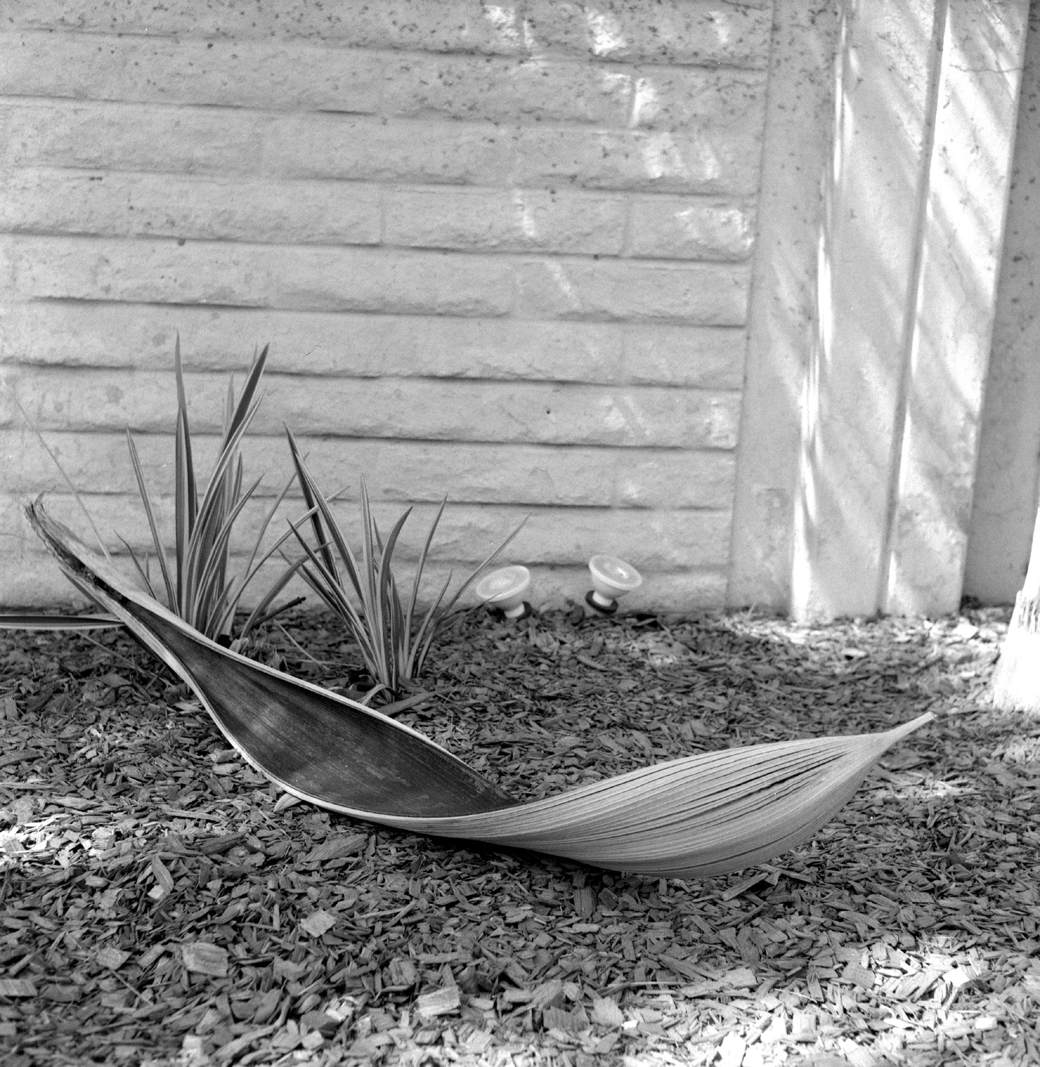 Rolleiflex 149 Bergger Pancro400 HC110 palm fram.jpg