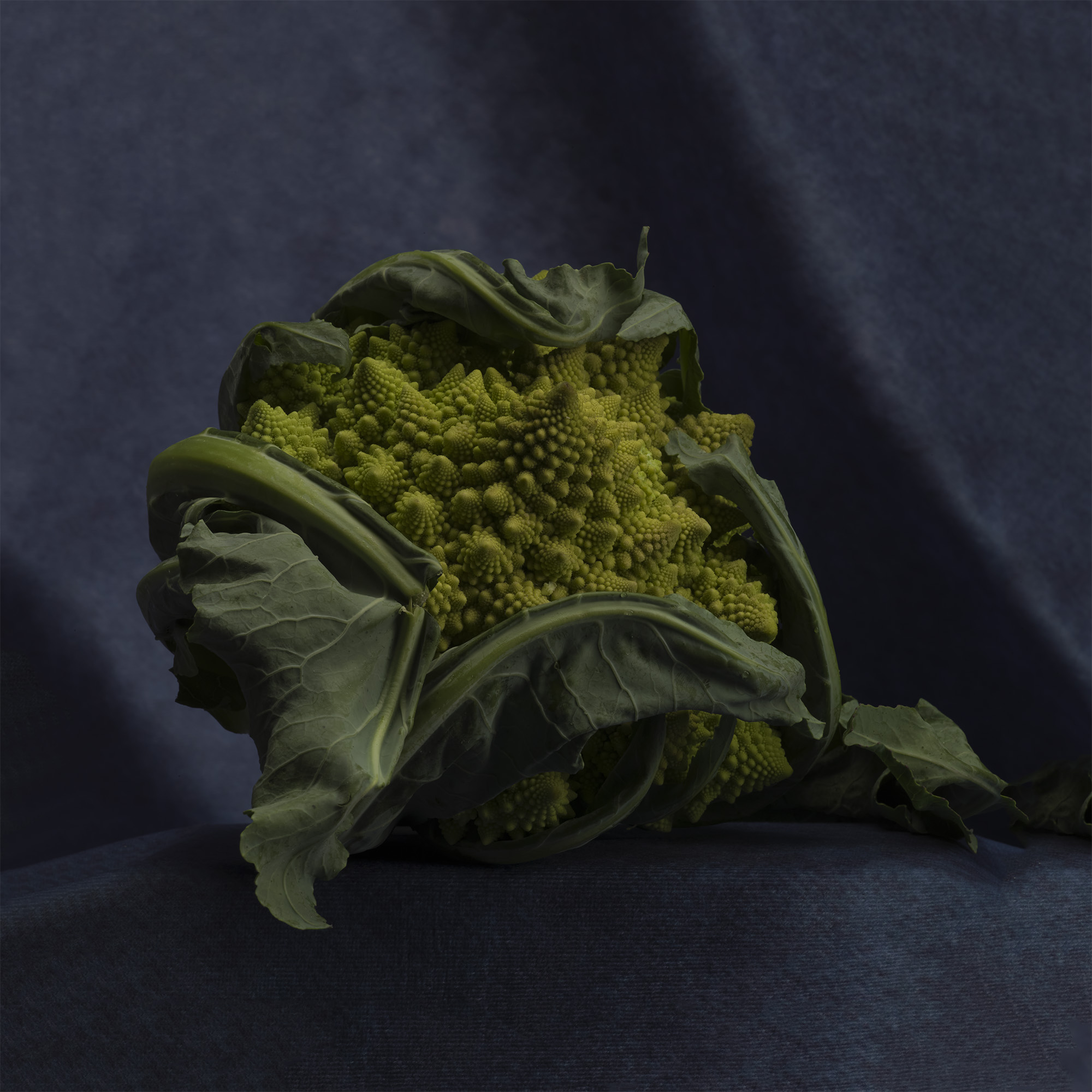 Romanesco sq S1005567 copy.jpg