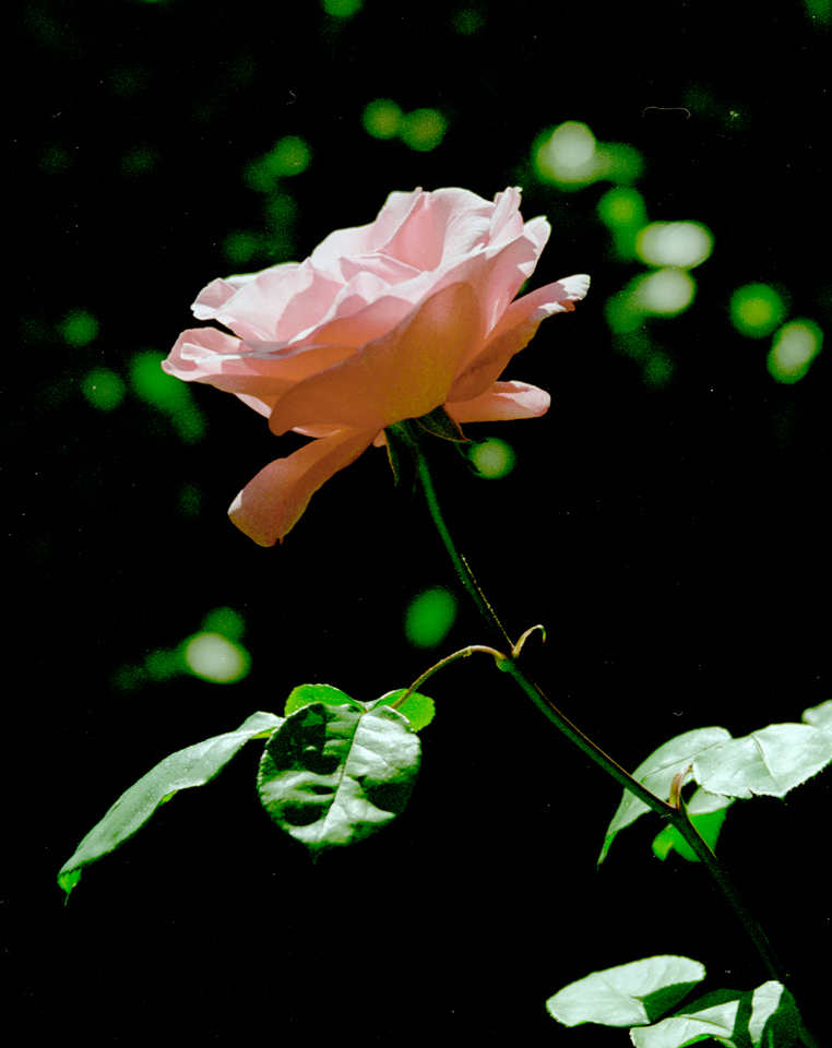 Rose06L.jpg
