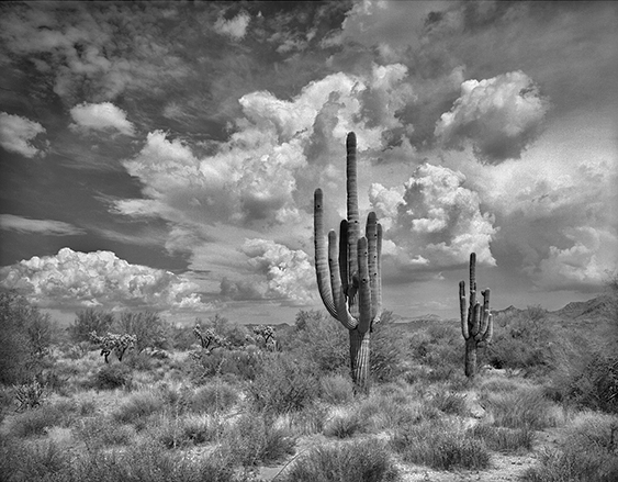 saguaro 1f.jpg