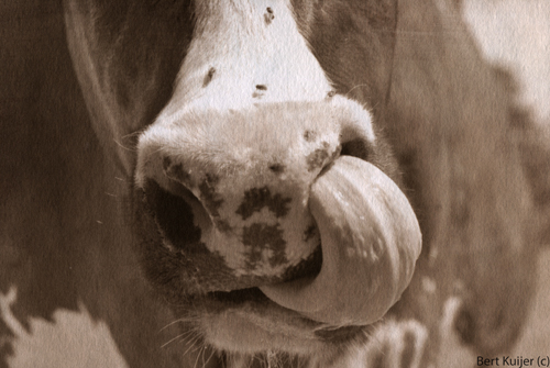 Salt_print_cow_Bert_Kuijer-24mrt13-72dpi.jpg