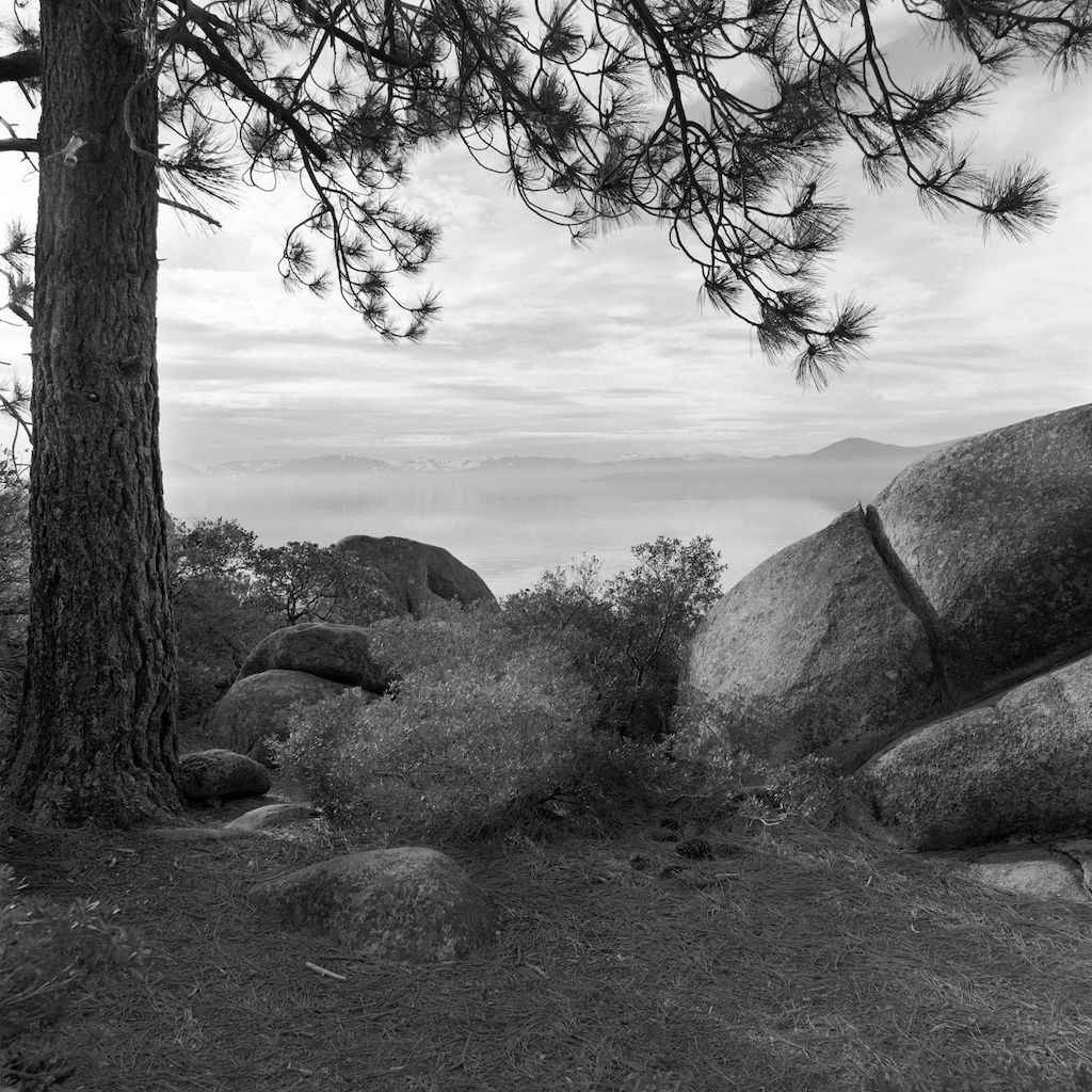 sand-harbor-tree.jpg