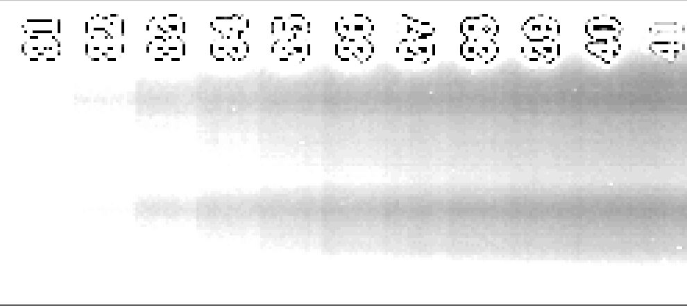 scan-410-16-bit-contrast-adjusted.JPG