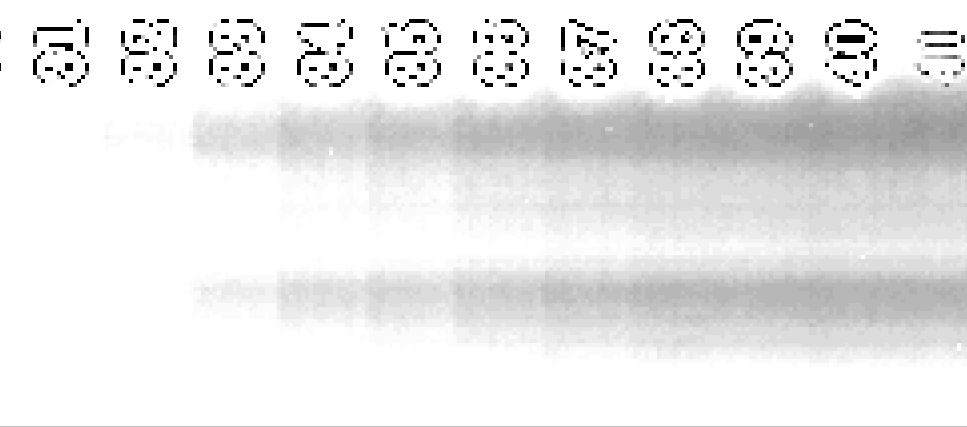 scan-410-8-bit-contrast-adjusted.JPG
