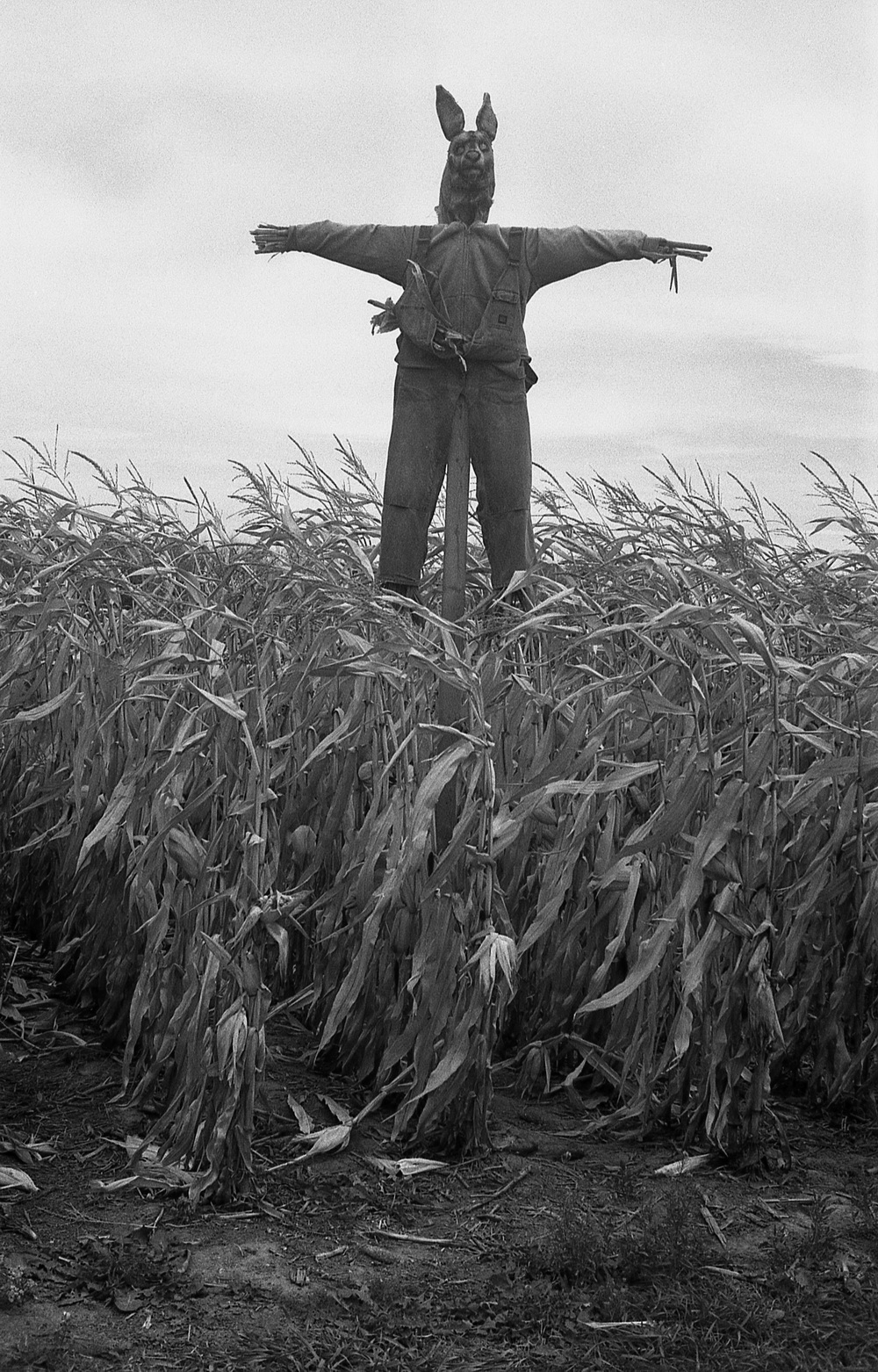 scarecrow.jpg