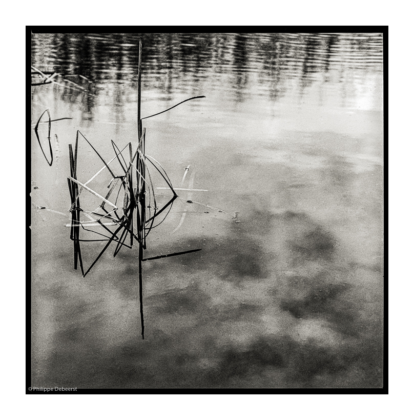 SCHELDE MEERSEN 09-2.JPG