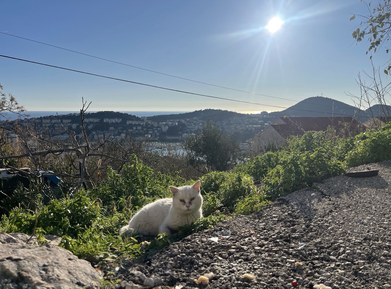 Screenshot 2025-12-28 at 11.59.34 PM Large.jpeg