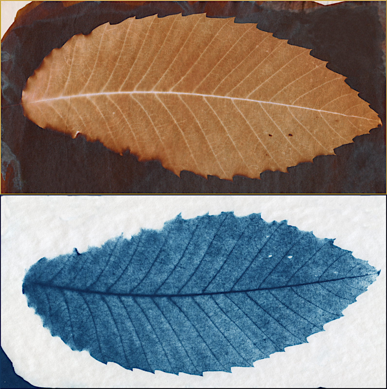sepcyanchestnuts.jpg
