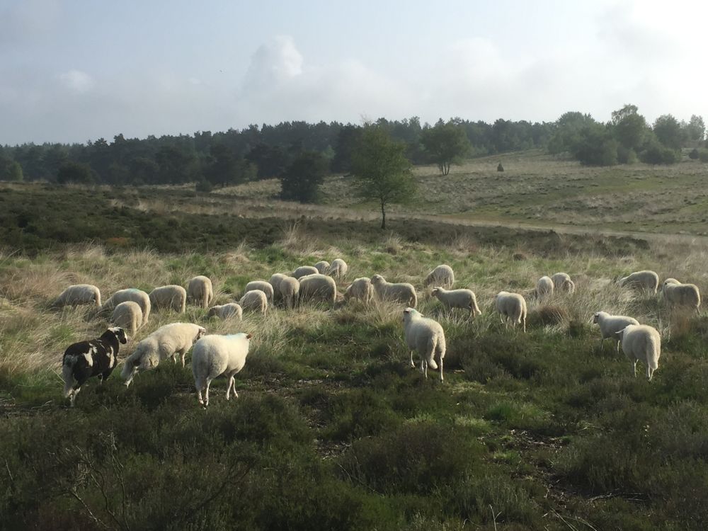 sheep-heather-may16.jpg