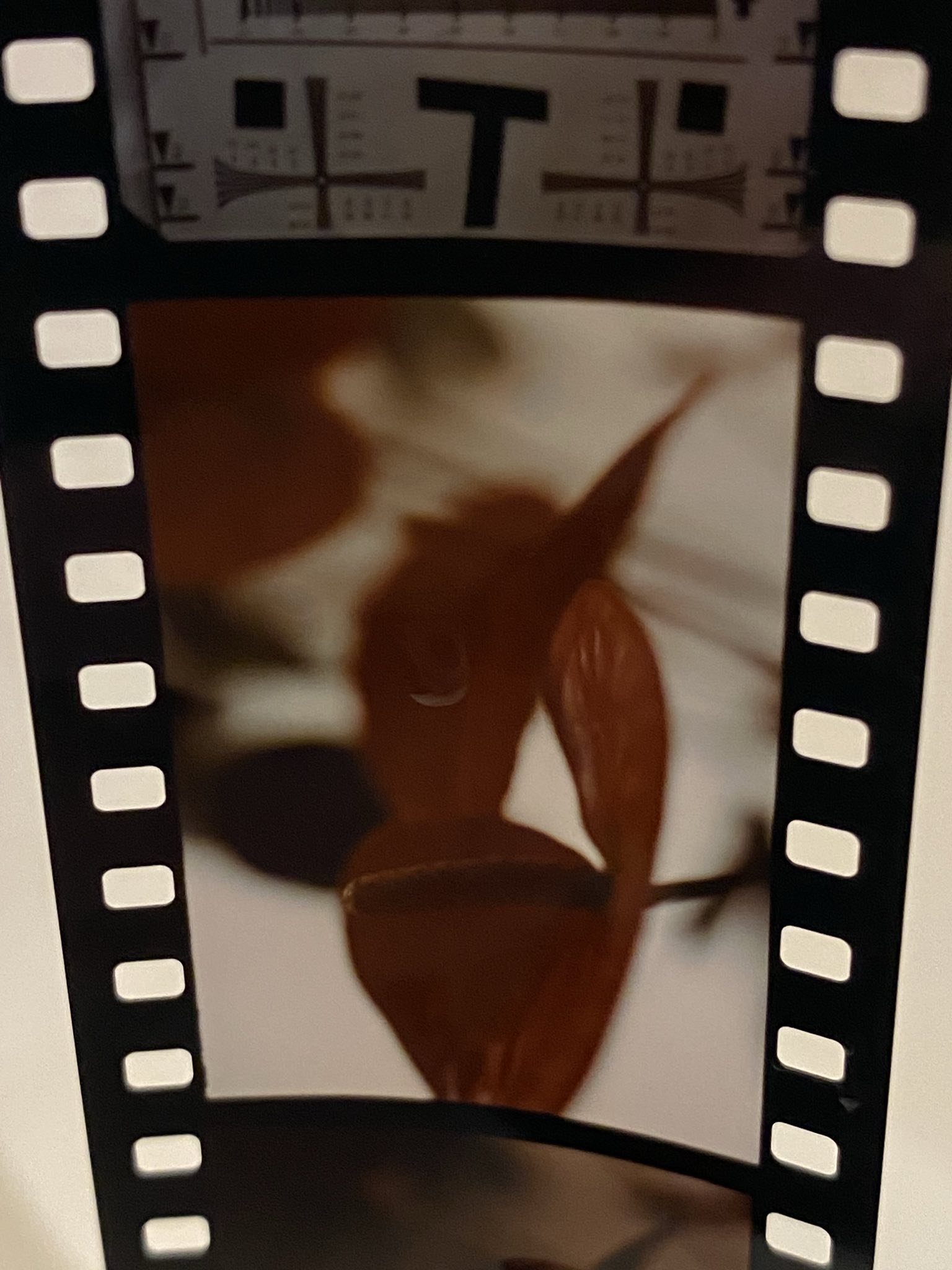 signal-2025-03-26-132229_002.jpeg