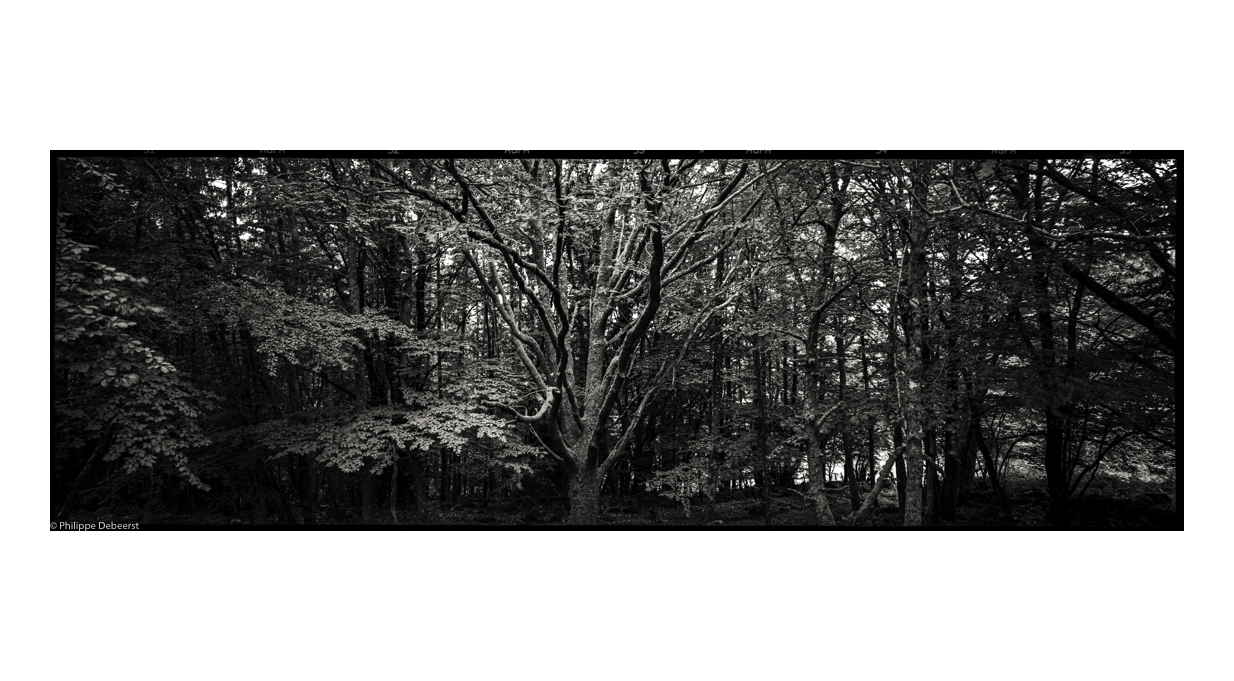 SILENCE OF THE TREES 01.JPG