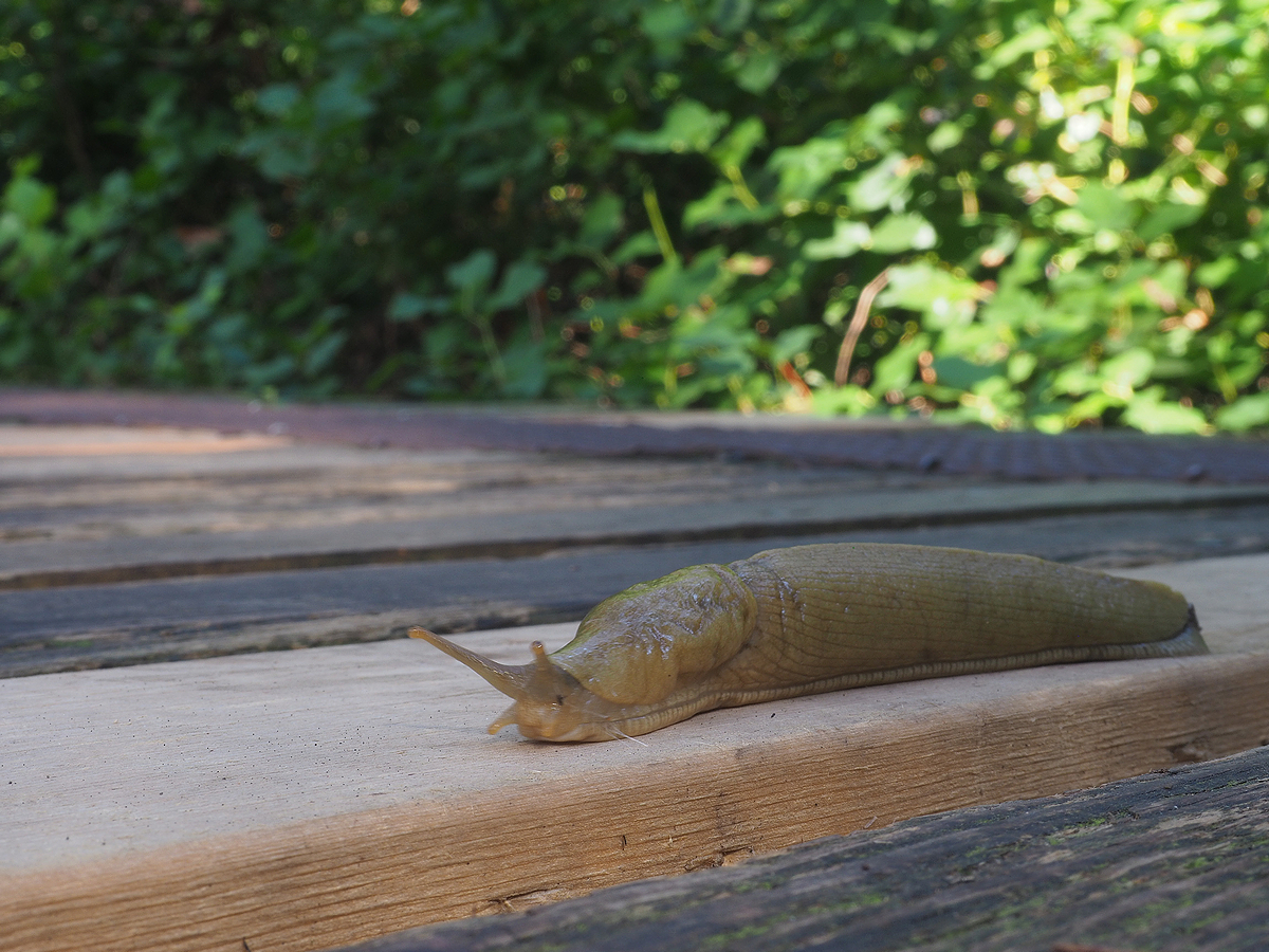 slug-20190903_65-res 1200.JPG