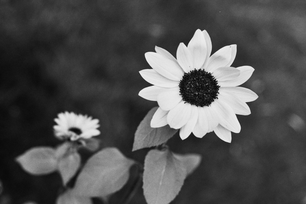 small-00541.jpg