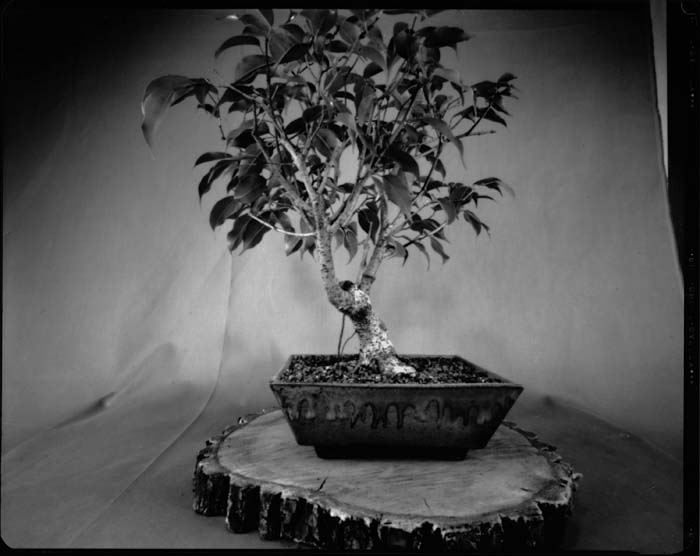 smWPPD2020_01-A_FicusBenjCloseup_700px.jpg