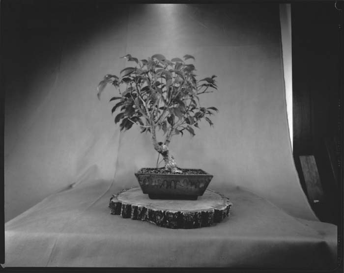 smWPPD2020_02-A_FicusBenjamina_700px.jpg