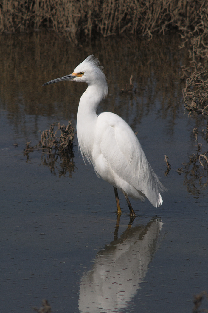 Snowy Egret 5.jpg