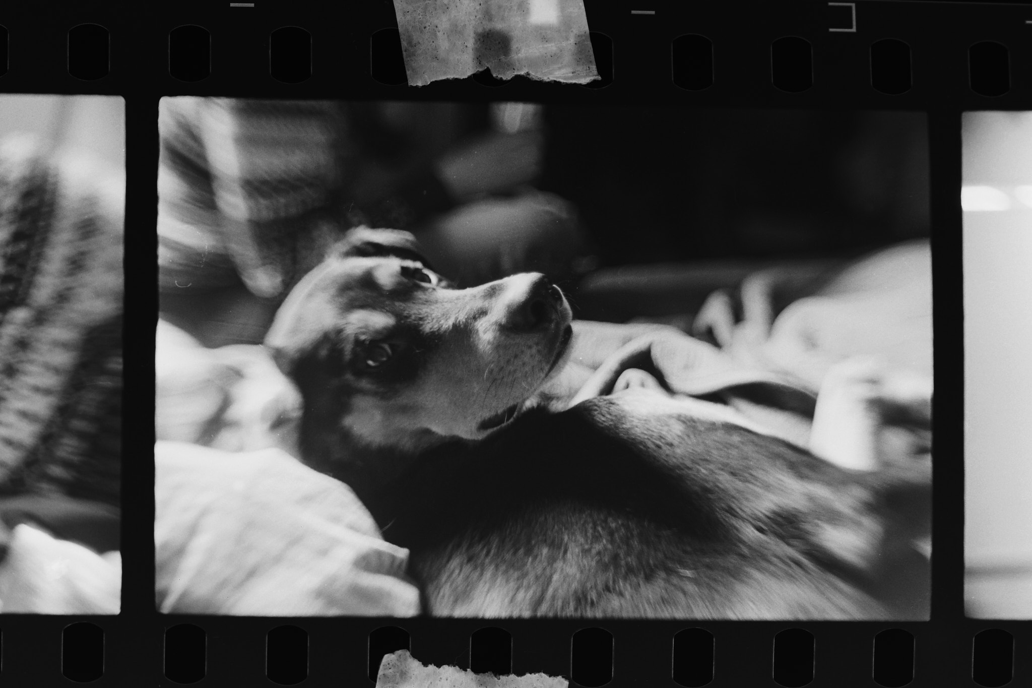 SP Negative 4.jpg