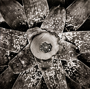 spotted-bromeliad.jpg