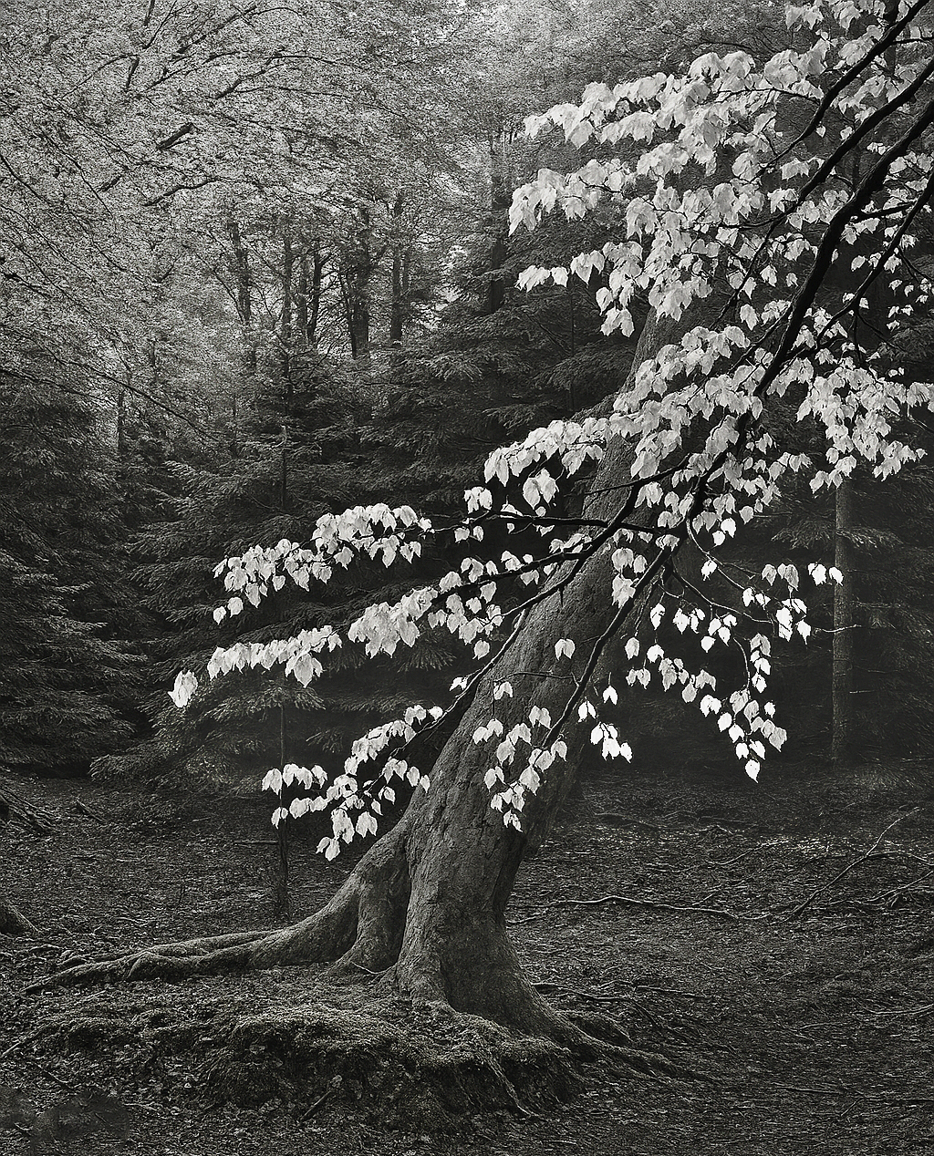 Spring Leaves, Scotland c.jpg
