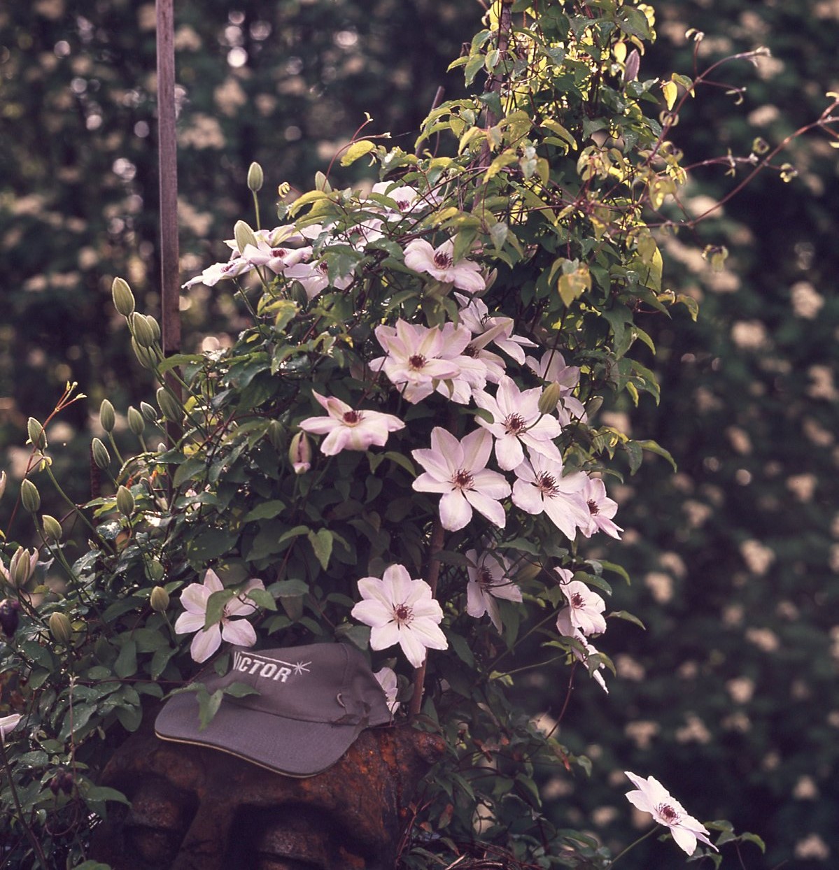 Spring018Pentacon026.jpg