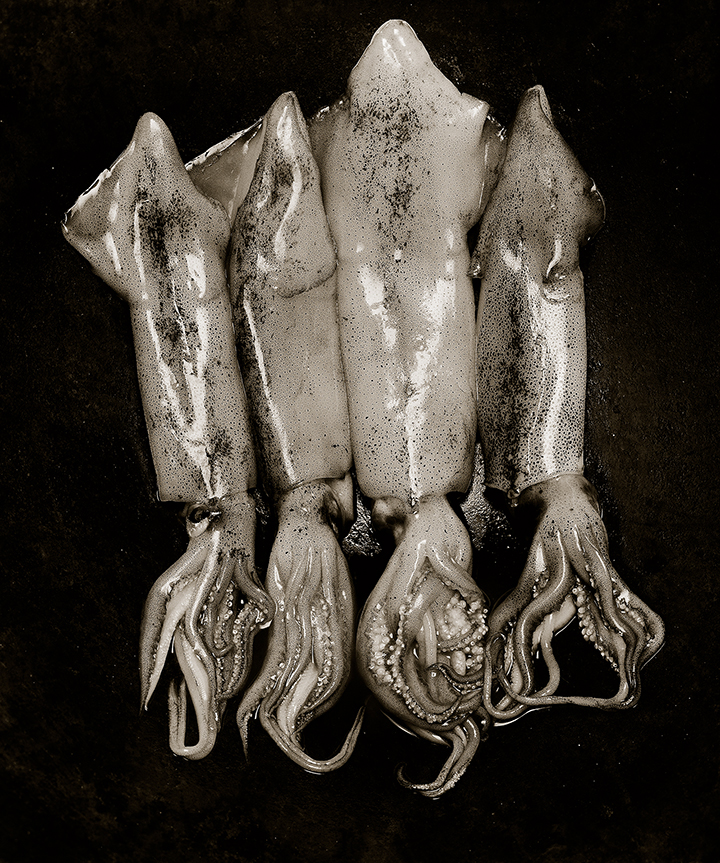 squid-pt-pd.jpg